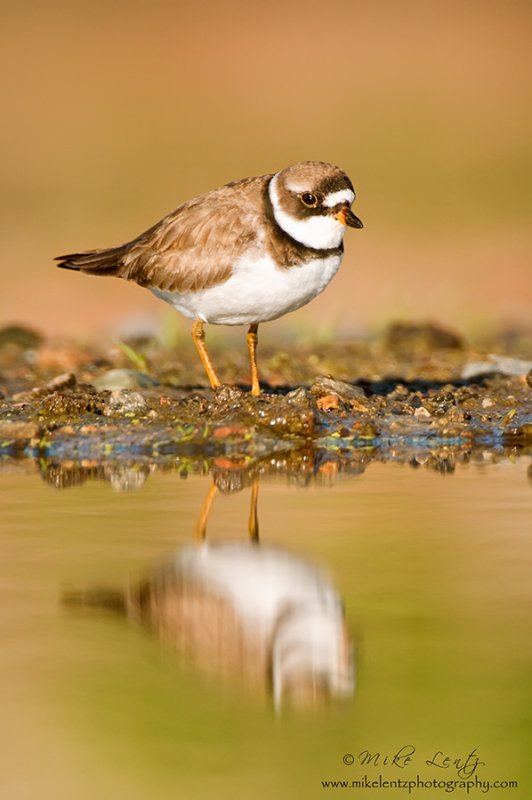 Semipalmated Plover