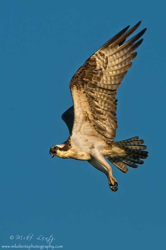 Osprey