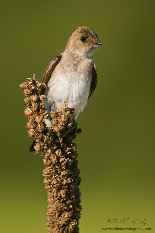 Northern Rough Winged swallow