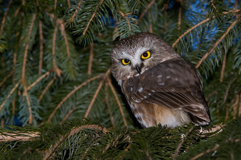 Northern Saw-Whet Owl in pines