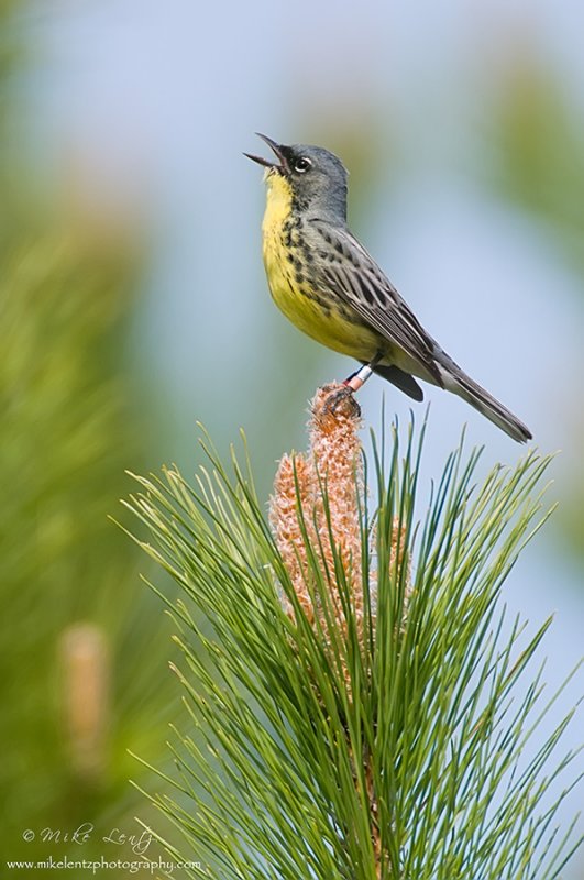 Kirtlands warbler sings 