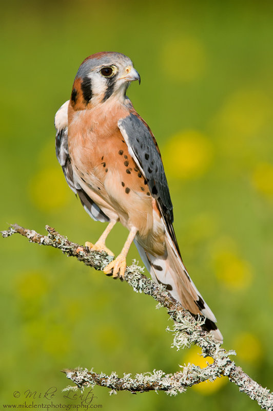 Kestral perched
