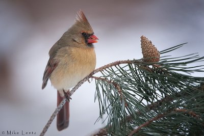 Northern Cardinal  (female)