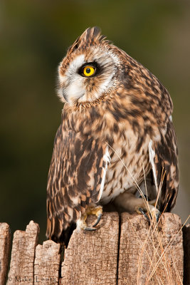 Short Eared Owl