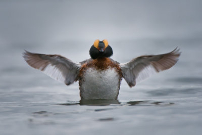 Horned Grebe