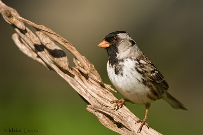 Harris sparrow