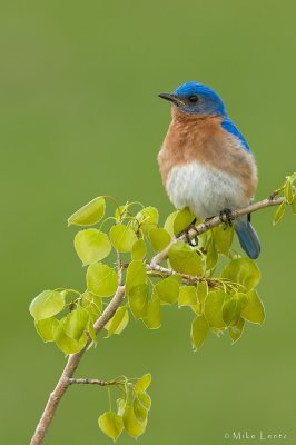 Eastern Bluebird on Aspen