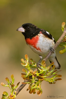 Rose Breasted Grosbeak  (male)