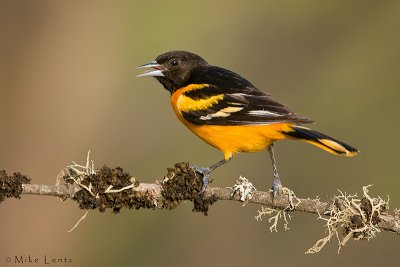 Baltimore oriole