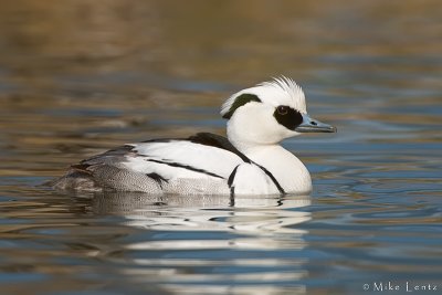 The drake Smew, with its 'cracked ice' appearance, is unmistakable.