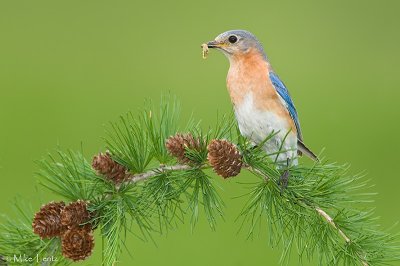 Eastern Bluebird with food