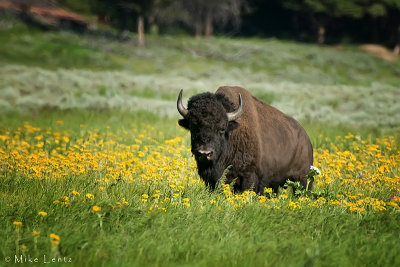 Bison in flowers