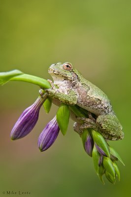 Tree frog on Hosta flower stem