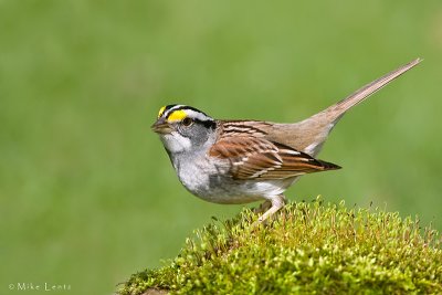 White throated sparrow on moss