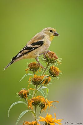 American Goldfinch on flower