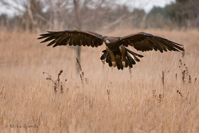 Golden Eagle hunts over field