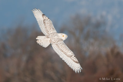 Snowy Owl banking