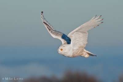 Snowy flyby