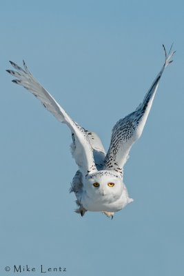 Snowy Owl incoming!