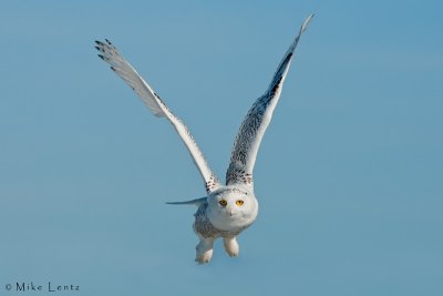 Snowy Owl burst