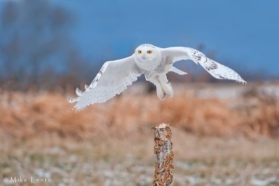 Snowy Owl Bursting off perch