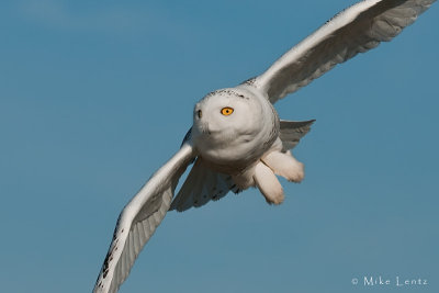 Snowy Owl tight!