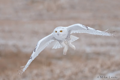 Snowy Owl