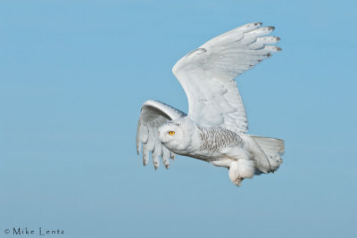 Snowy Owl Fly By!