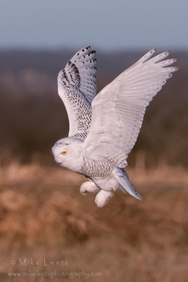 Snowy Owl