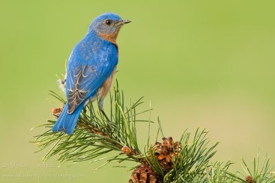 Bluebird beauty