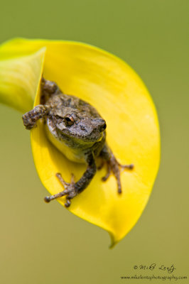 Tree frog in yellow calla