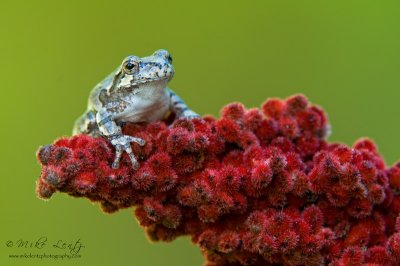 Tree frog on Sumac