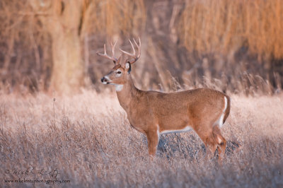 Buck in open field
