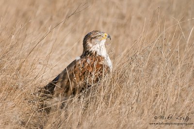 Ferruginous Hawk in grass