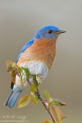 Bluebird beauty