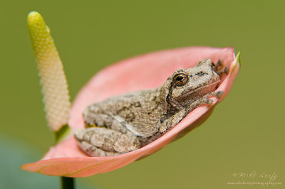 Frog in pink flower