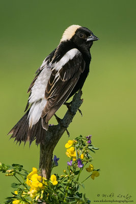 Bobolink