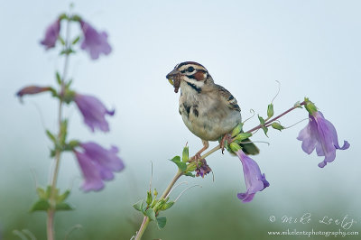 Lark Sparrow on large flowered Penstemon