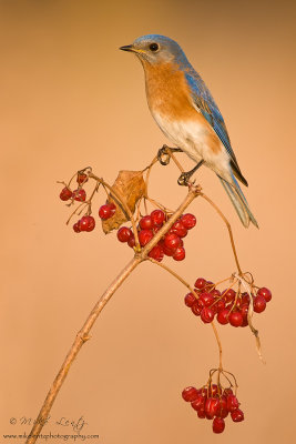 Bluebird on berries