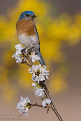 Bluebird flowery scene