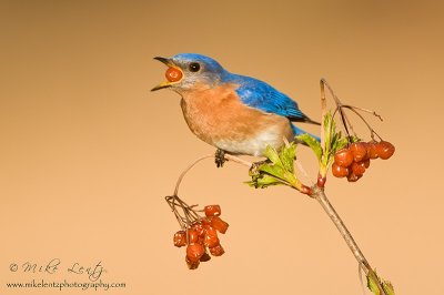 Bluebird swallows berry