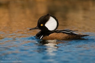 Hooded Merganser full sail