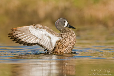 Blue-Winged Teal wing flap
