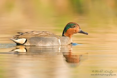 Green-winged Teal in golden light