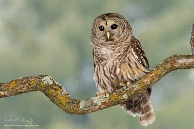 Barred Owl