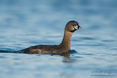 Pied billed grebe