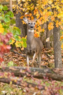 Deer in autumn scene
