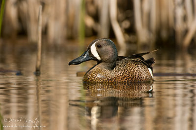 Blue-Winged teal in cattails