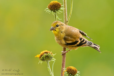 American Goldfinch on yellow flowers