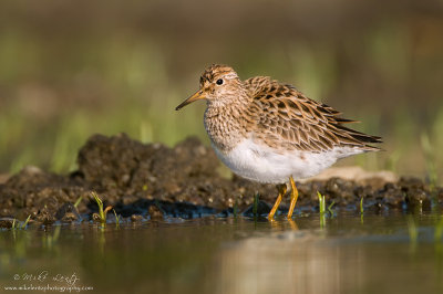 Pectoral Sandpiper